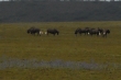 Safari, búfalos